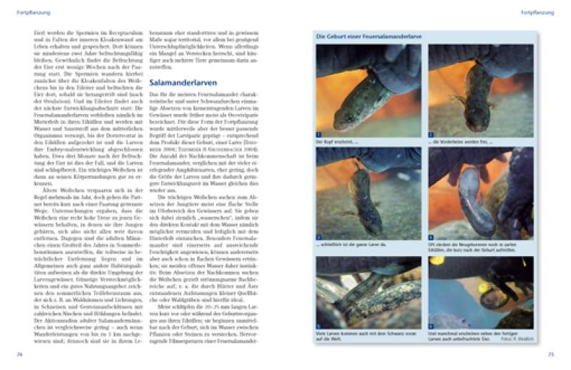 Preview: Feuersalamander